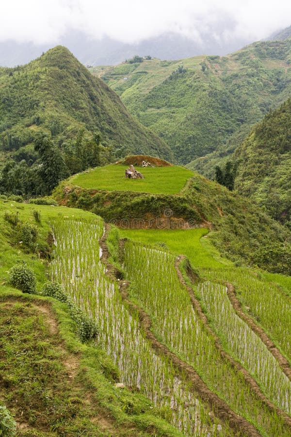 Rice paddy terrace