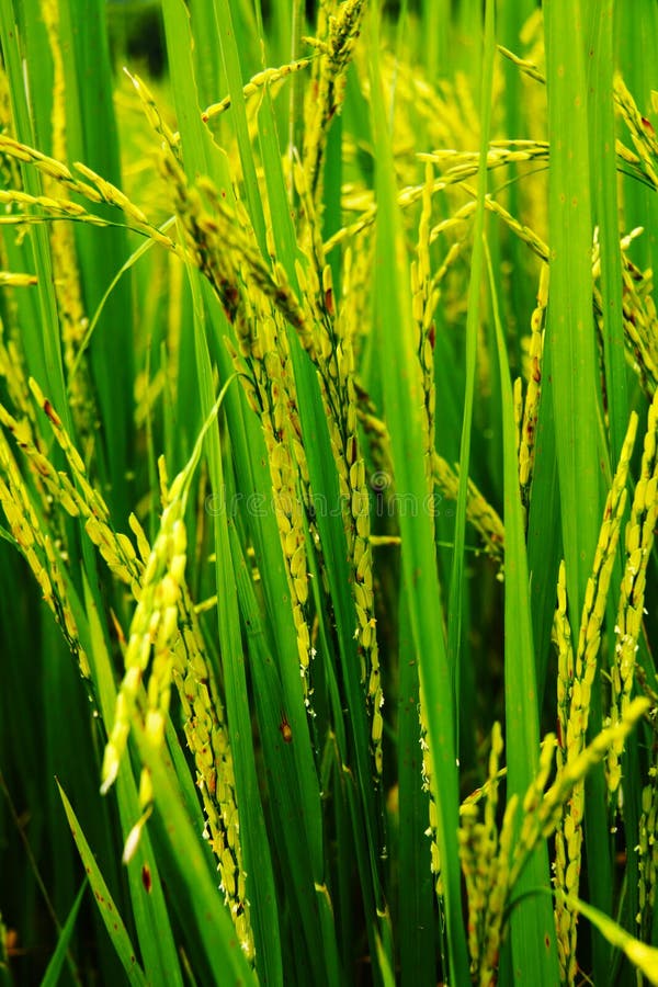 Rice plant