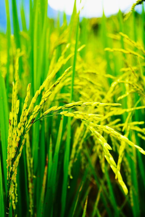 Rice plant