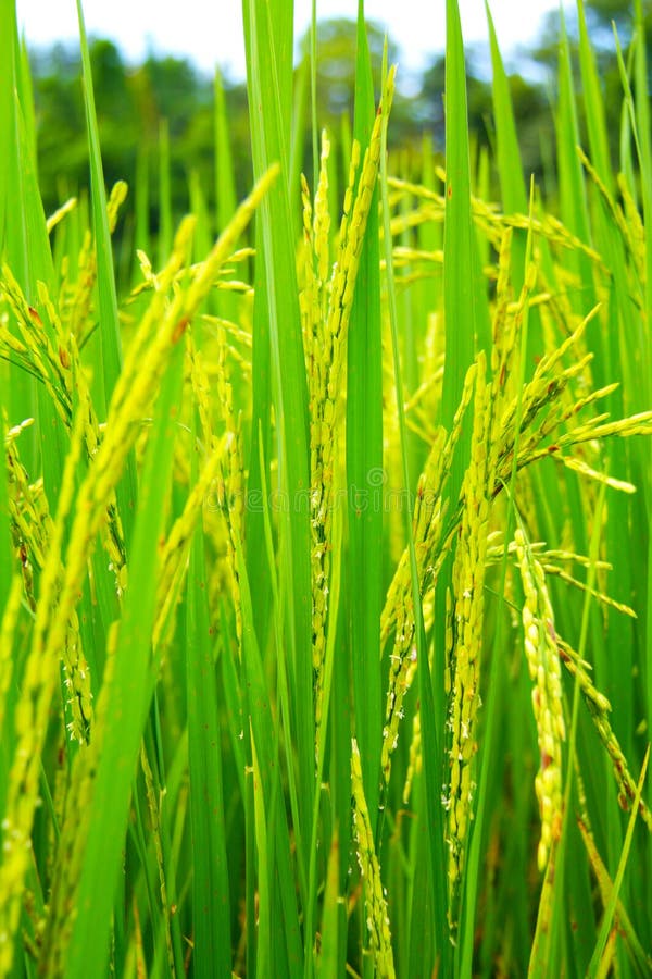 Rice plant