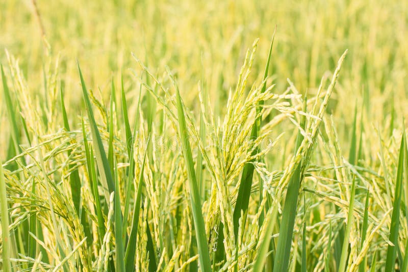 Rice plant in rice field.