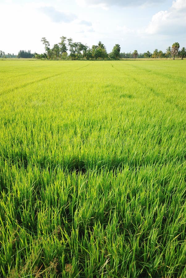 Rice plantation stock photo. Image of foliage, golden 26817992