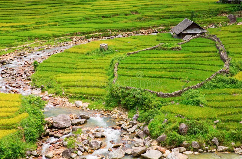 Rice plantation stock photo. Image of pattern, cultivation 26906450