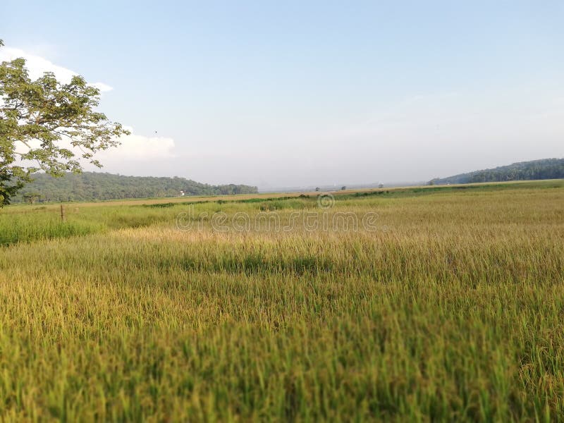 Rice Plantation Ready for Harvesting Stock Photo Image of rice