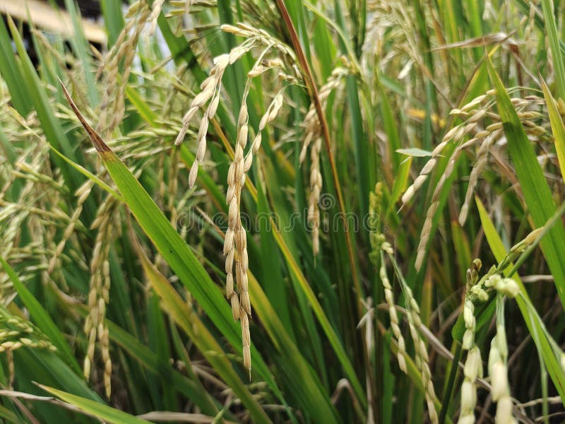 Rice Plants that Have Turned Yellow. Stock Image Image of field