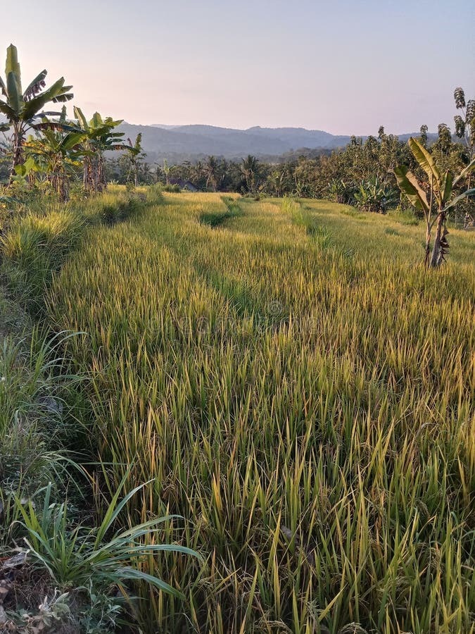 Rice that Has Turned Yellow and is Ready for Harvest Stock Image