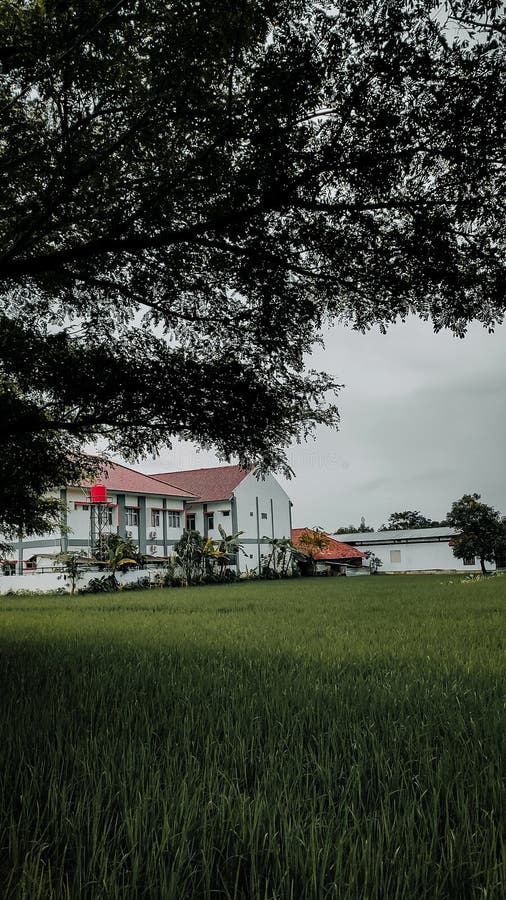 Rice Plants in Rice Fields that are almost Exhausted because Many