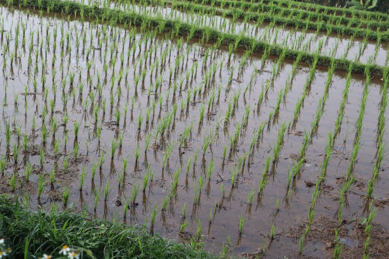 Rice plants stock image. Image of tree, thrive, crop 276628991