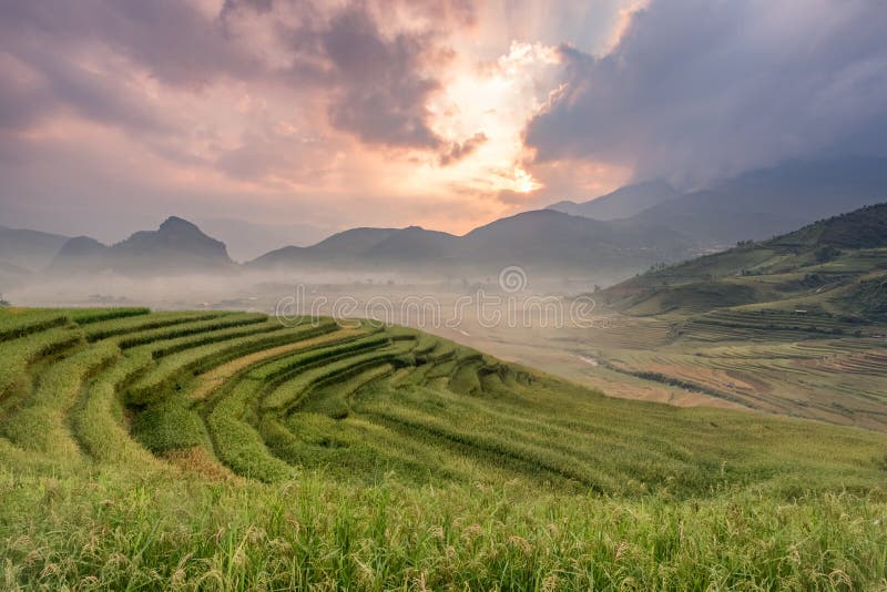 Rice pola na tarasowatym Mu cang Chai, YenBai, Wietnam Rice fi zdjęcia stock Rice pola na tarasowatym Mu cang Chai, YenBai, Wietnam Rice fi zdjęcia stock
