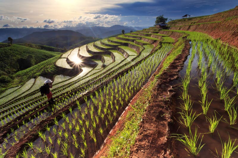 Rice pola na tarasowatym przy Chiang Mai, Tajlandia fotografia stock