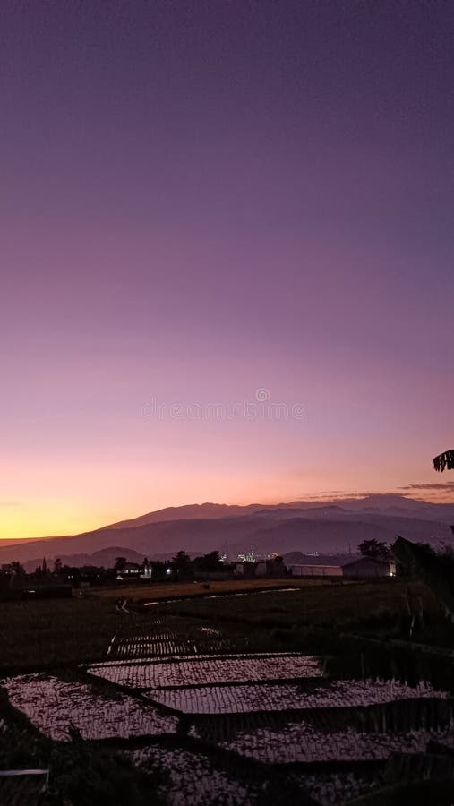 Rice ricefield dawn sky mountain royalty free stock photography