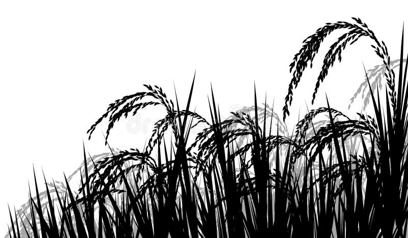 Rice Field Drawing - Rice Plant Clipart Png, Transparent Png , Transparent  Png Image - PNGitem