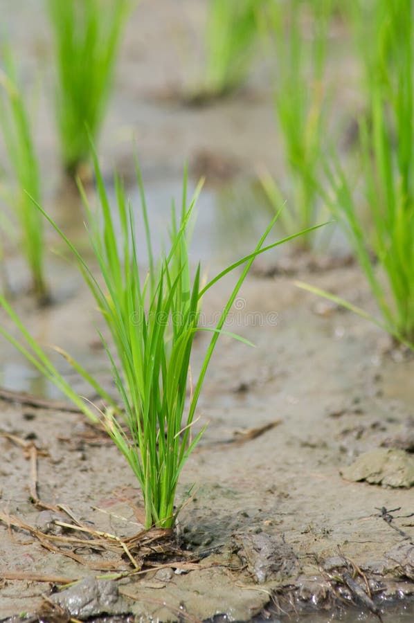 Rice seedling in a wet paddy field in Thailand.