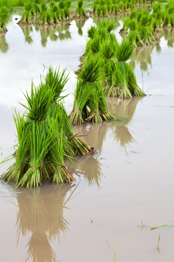 Rice seedlings