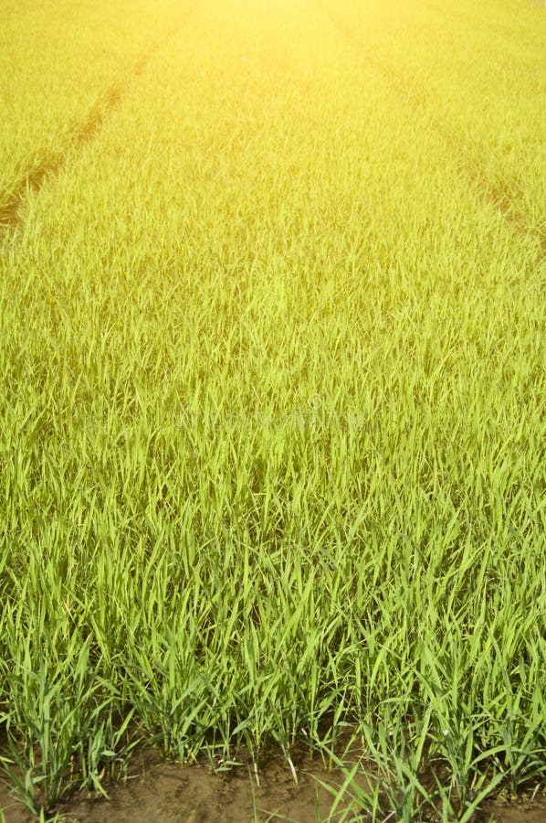 Rice seedlings