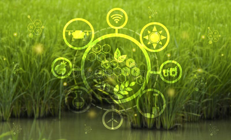 Rice Seedlings in Field,modern Agriculture Concept with Connected Icons  Related To Smart Agriculture Modern Technology Concept, Stock Photo - Image  of cultivation, modern: 246213716
