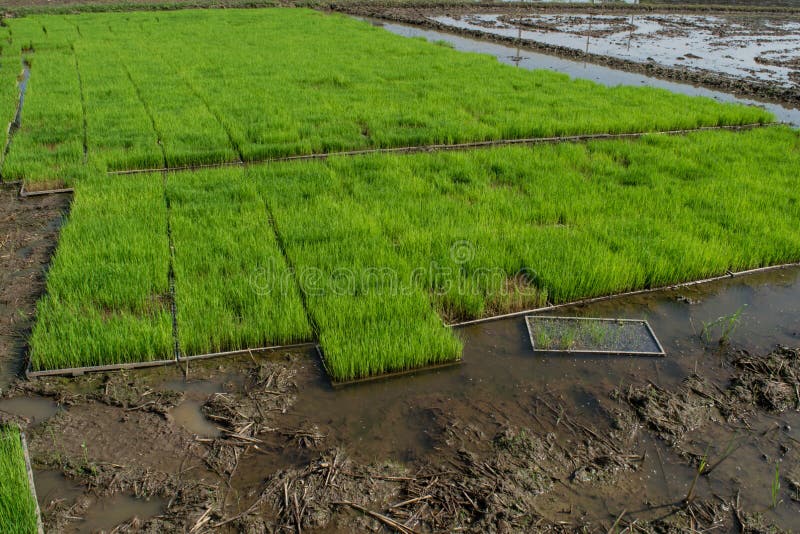 118 Rice Seedlings Nursery Stock Photos Free & RoyaltyFree Stock