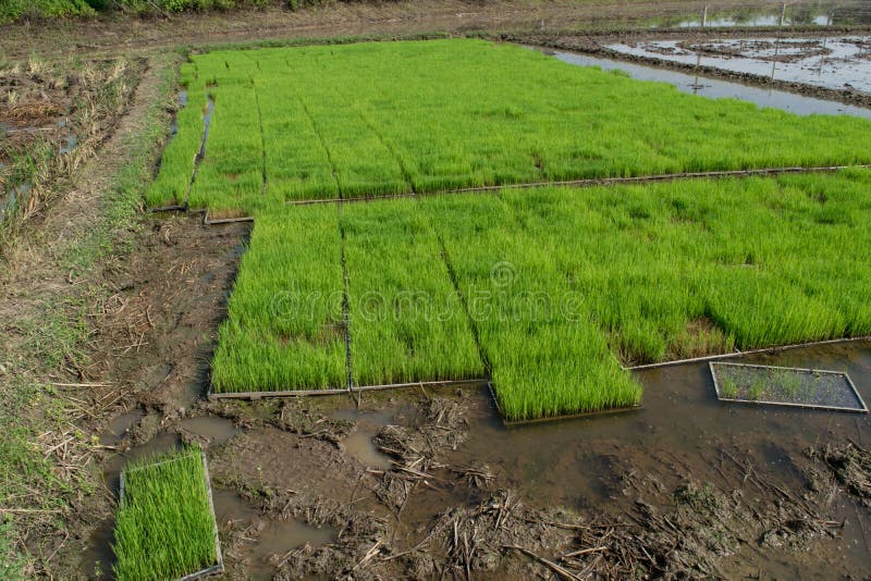 Rice Seedlings Nursery Trays Stock Photos Free & RoyaltyFree Stock