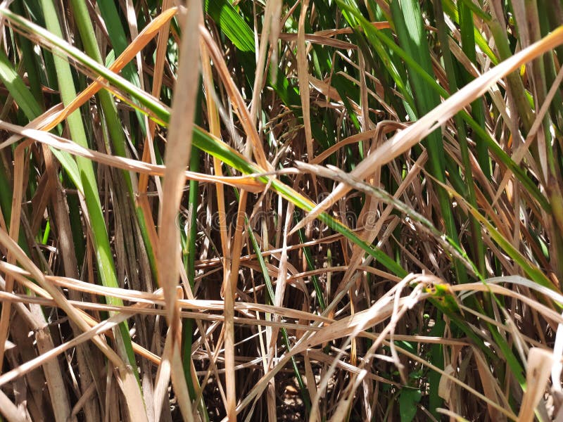 Rice that is Starting To Turn Yellow Stock Photo Image of food