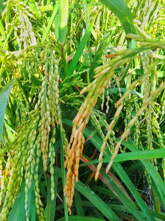 Rice that Starts To Turn Yellow in the Sun Stock Photo Image of