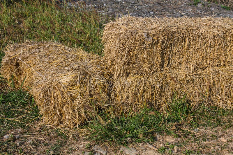 Rice Straw stock photo. Image of object, single, people - 40152380