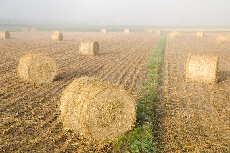 Rice straw bale roll stock image. Image of grass, farming 27920359