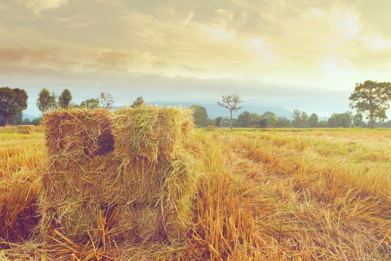 Rice straw stock photo. Image of horizontal, agricultural 64764726