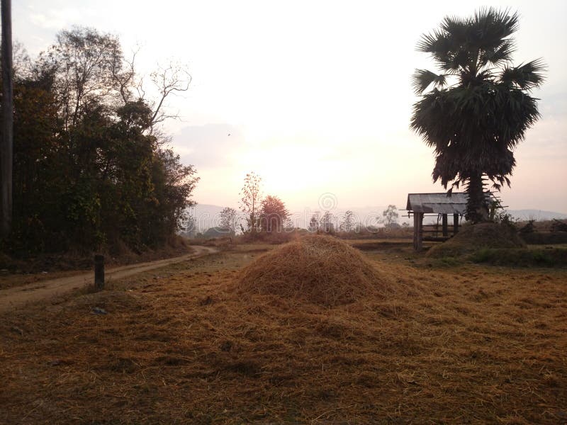 Rice straw stock image. Image of morning, harvested, rice 88593409