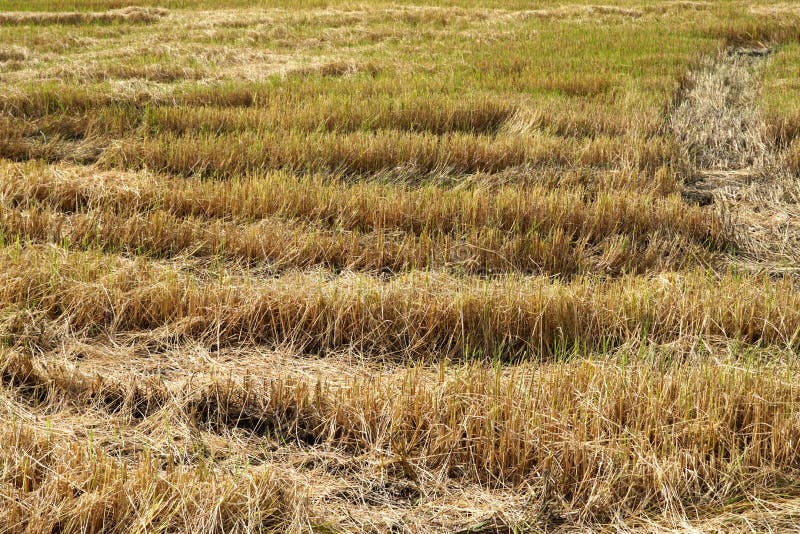 The rice straw management, stock image. Image of natural 265759329