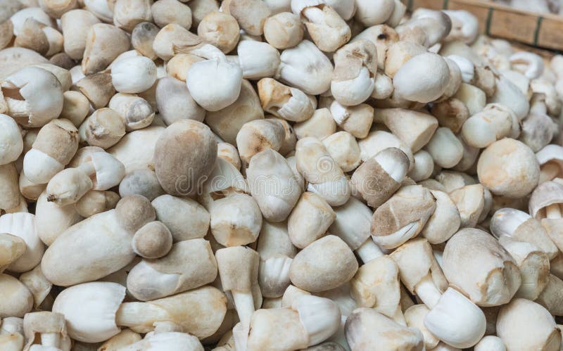 The rice straw mushroom for sell in the market royalty free stock photos