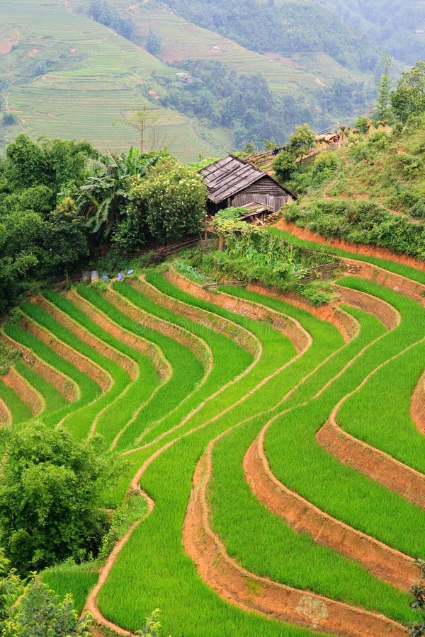 Rice Terrace