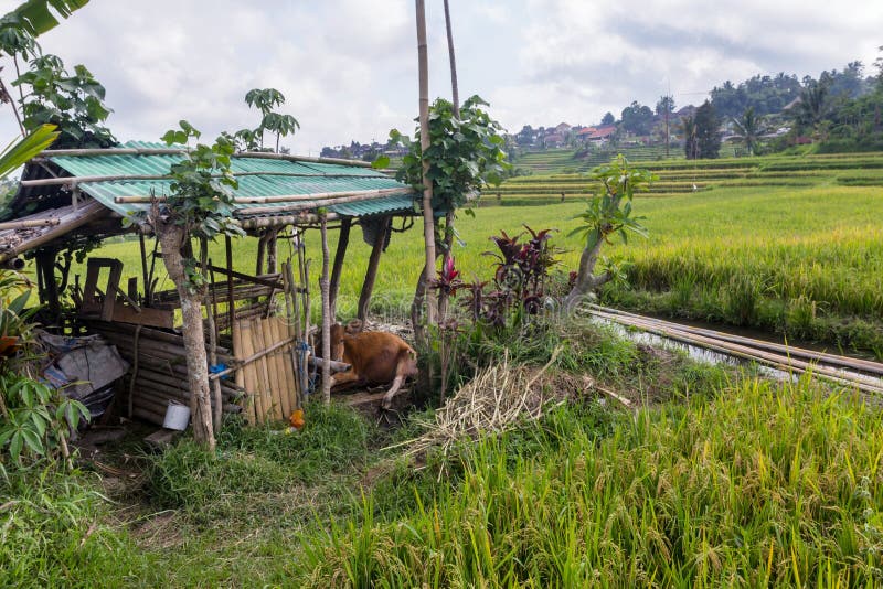 Rice terrace in Bali, Indonesia. Cow house nearby of footwalk