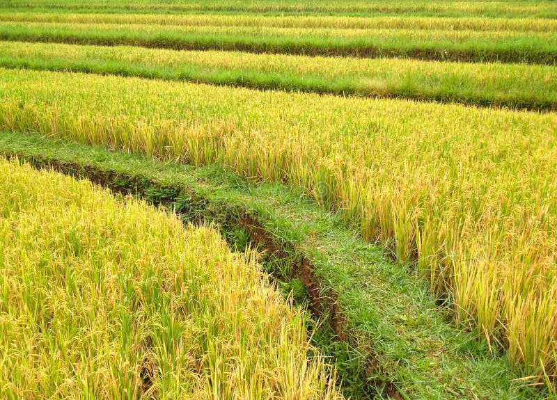 Rice terrace in mountains