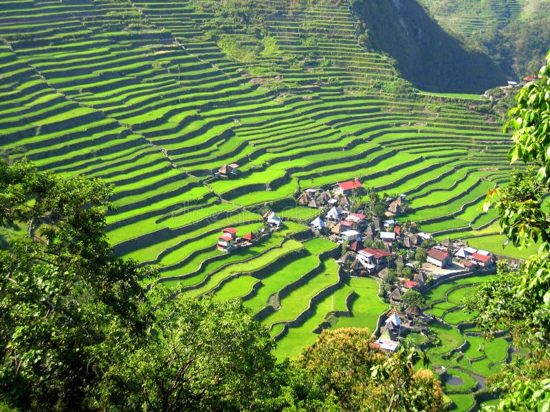 Rice Terrace Village stock image. Image of beautiful, organic 8709089