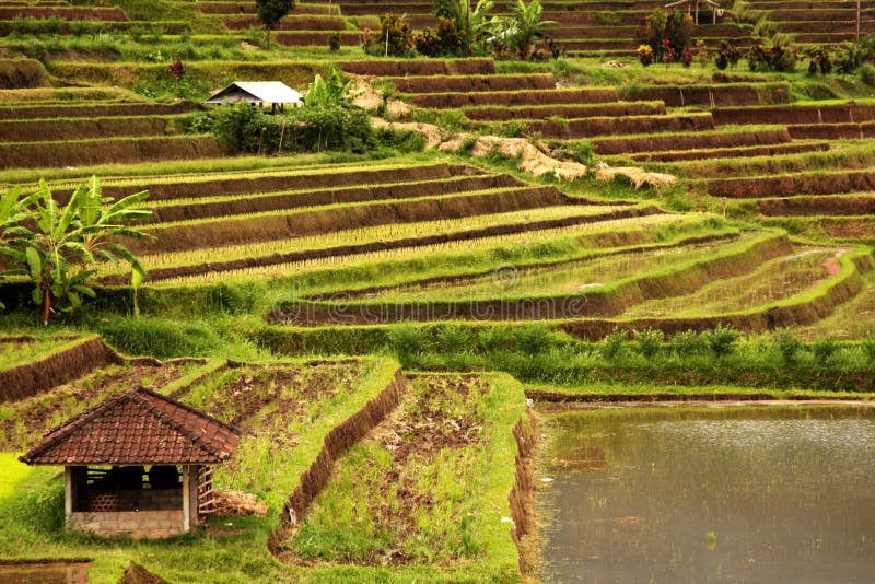 Rice terraces