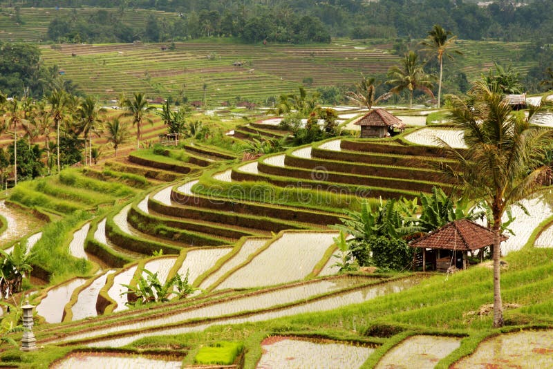 Rice terraces