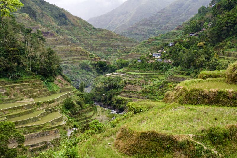 Rice terraces stock image
