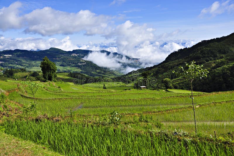 Rice terraces royalty free stock photography