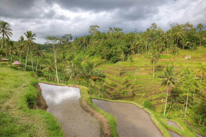 Terrace Rice Bali Indonesia: Dramatic Cloudy Sky Over Ancient Agricultural Terraced Fields With Palm Trees And Rainforest stock image
