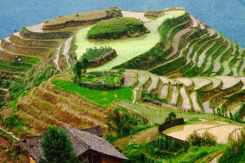 Terrazze di riso con l'acqua, nella luce della sera, Yunnan, Cina.