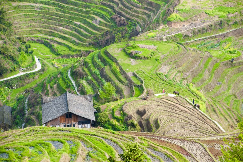 Čínské Rýžové terasy v Longsheng, Čína.
