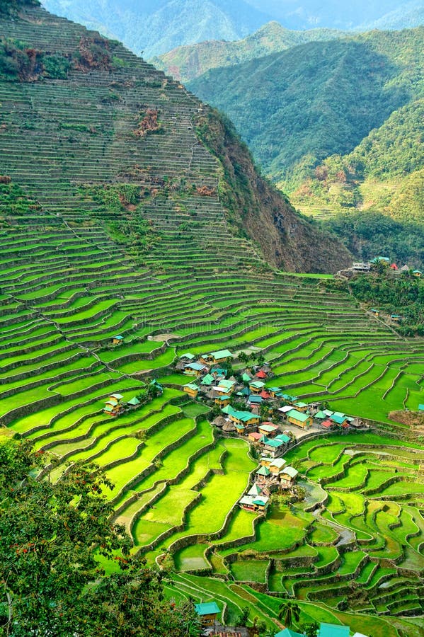 Rice Terraces of the Philippine Cordilleras. Stock Photo - Image of