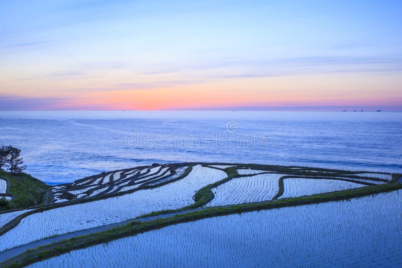 Rice terraces at twilight