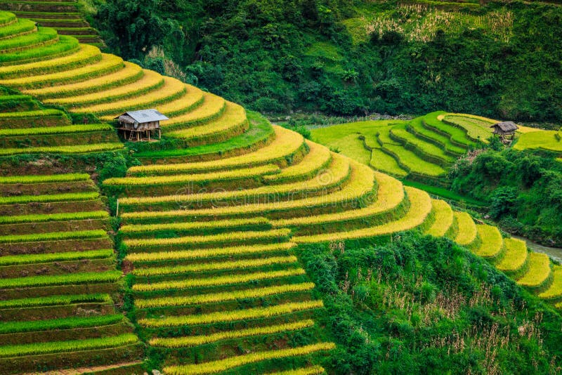 Rice terraces Valley Vietnam