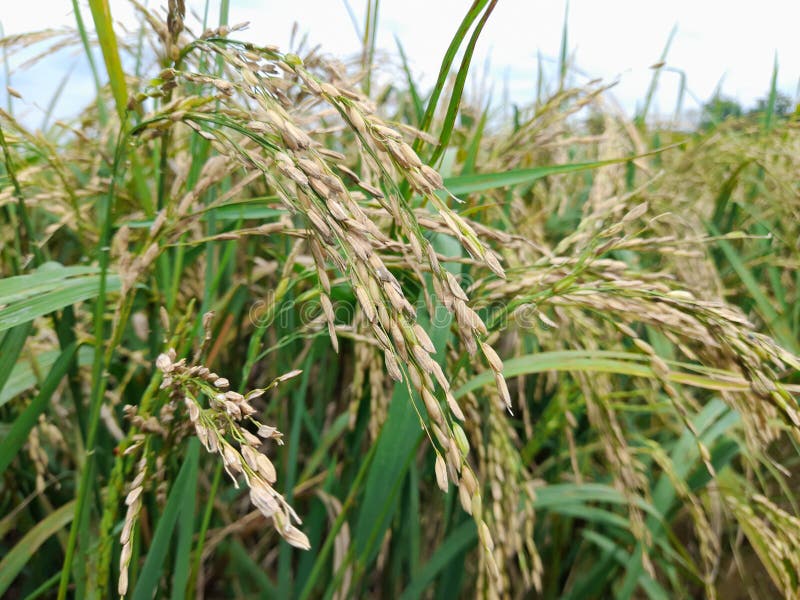 This Rice Tree Has Started To Turn Yellow, Indicating that it is Ready