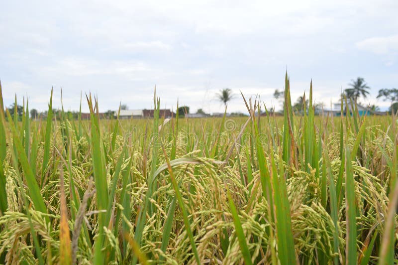 rice trees that have turned yellow and are ready to be harvested, in Leuwisari Village, Tasikmalaya Regency