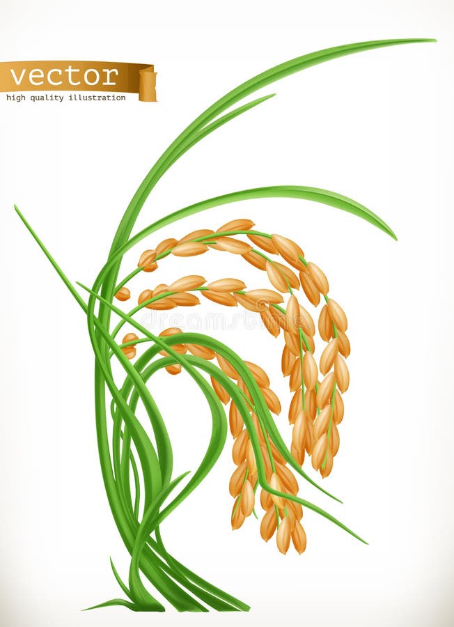 Rice. 3d vector icon stock vector. Illustration of isolated - 118085642