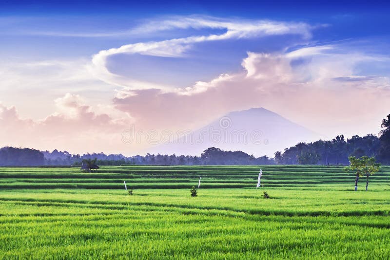 Rice and volcano