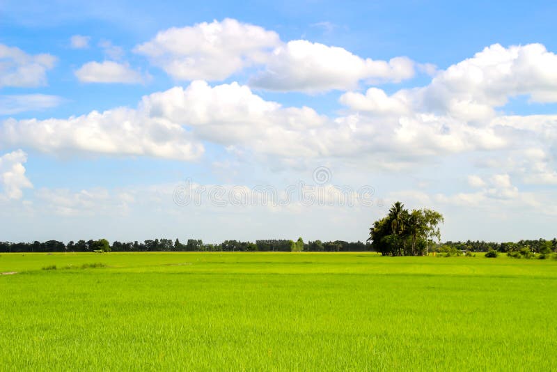 Rice zielonej trawy śródpolnego niebieskiego nieba chmurny krajobrazowy tło obraz royalty free