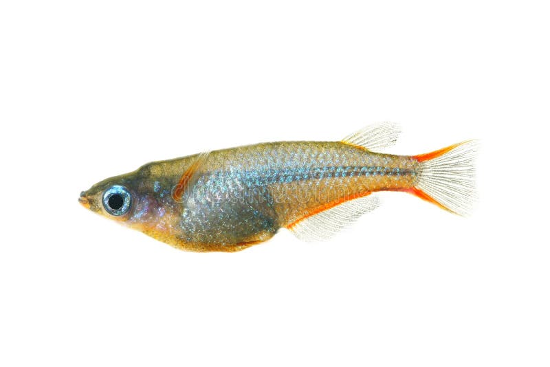 Daisy's Ricefish (Oryzias woworae) Fountain Blue Ricefish isolated on ...